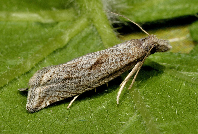 Tortricidae - Epibactra immundana (Cfr)